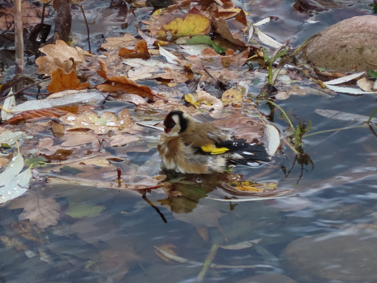 European Goldfinch - ML646704731
