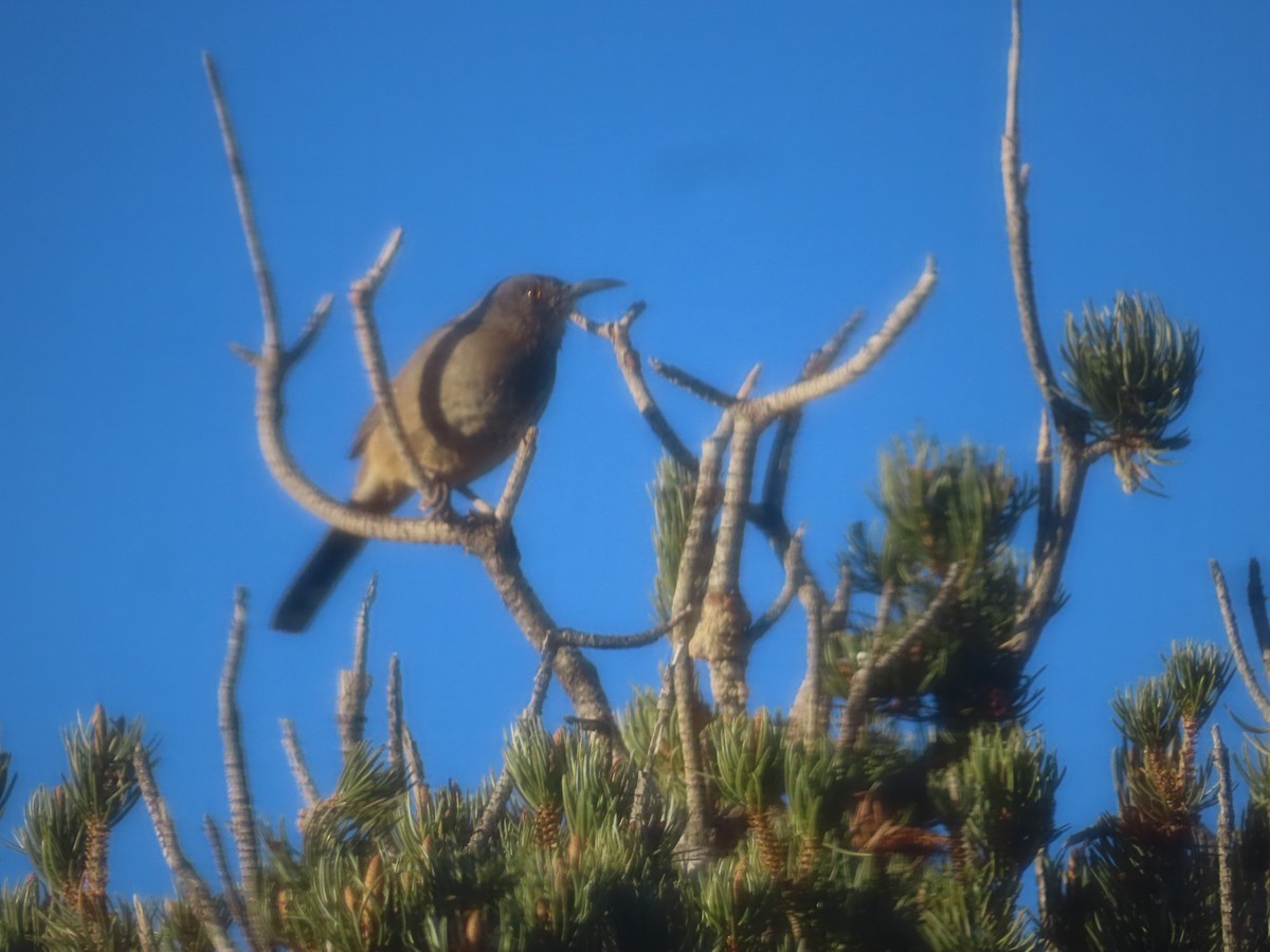 Curve-billed Thrasher - ML646704732