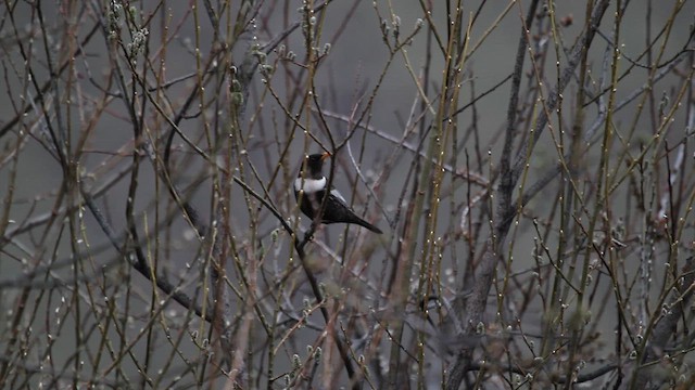 קיכלי סהרון (טורקי) - ML646704734
