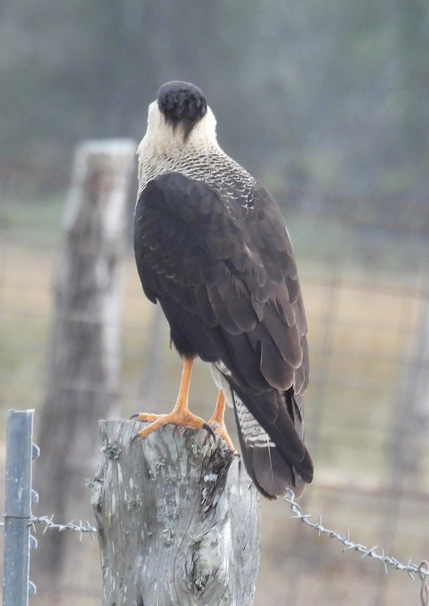 Равнинная каракара - ML646704738