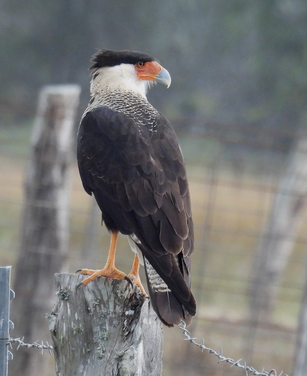 Равнинная каракара - ML646704739