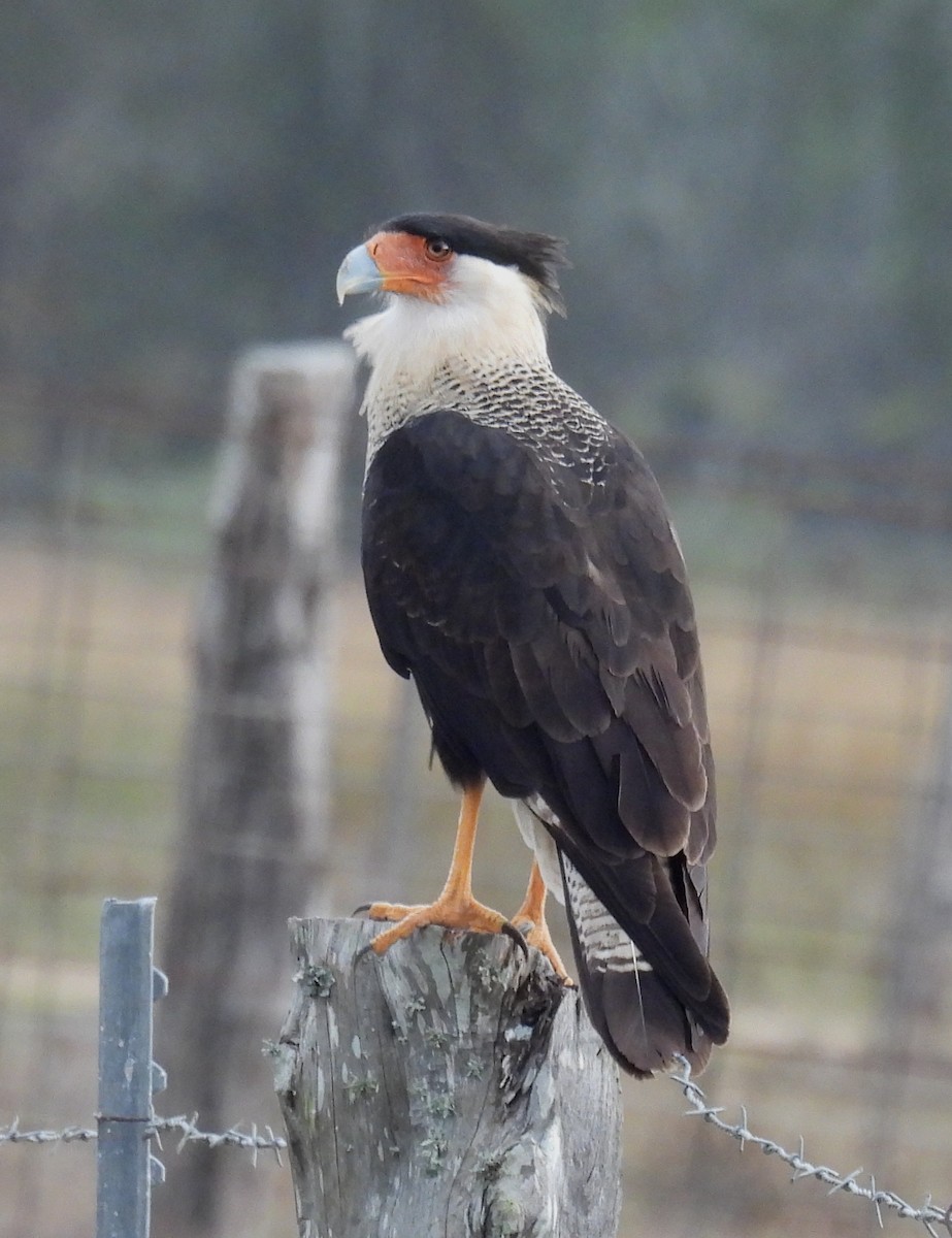 Равнинная каракара - ML646704740