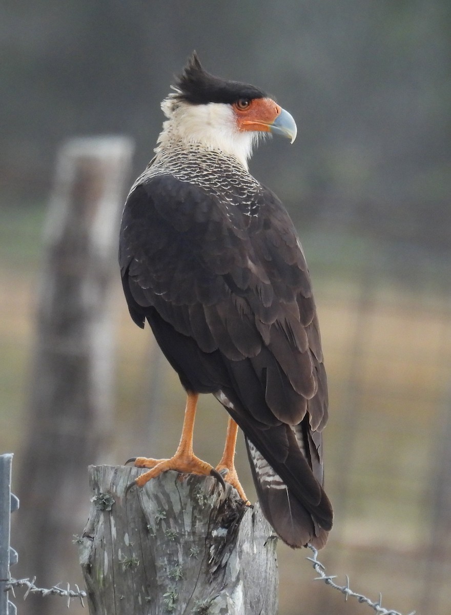 Равнинная каракара - ML646704741