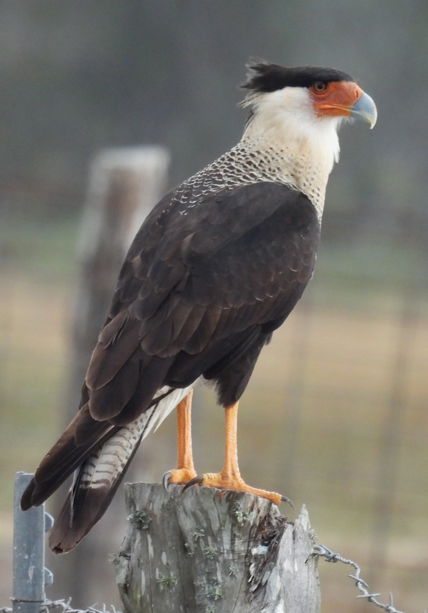 Равнинная каракара - ML646704742