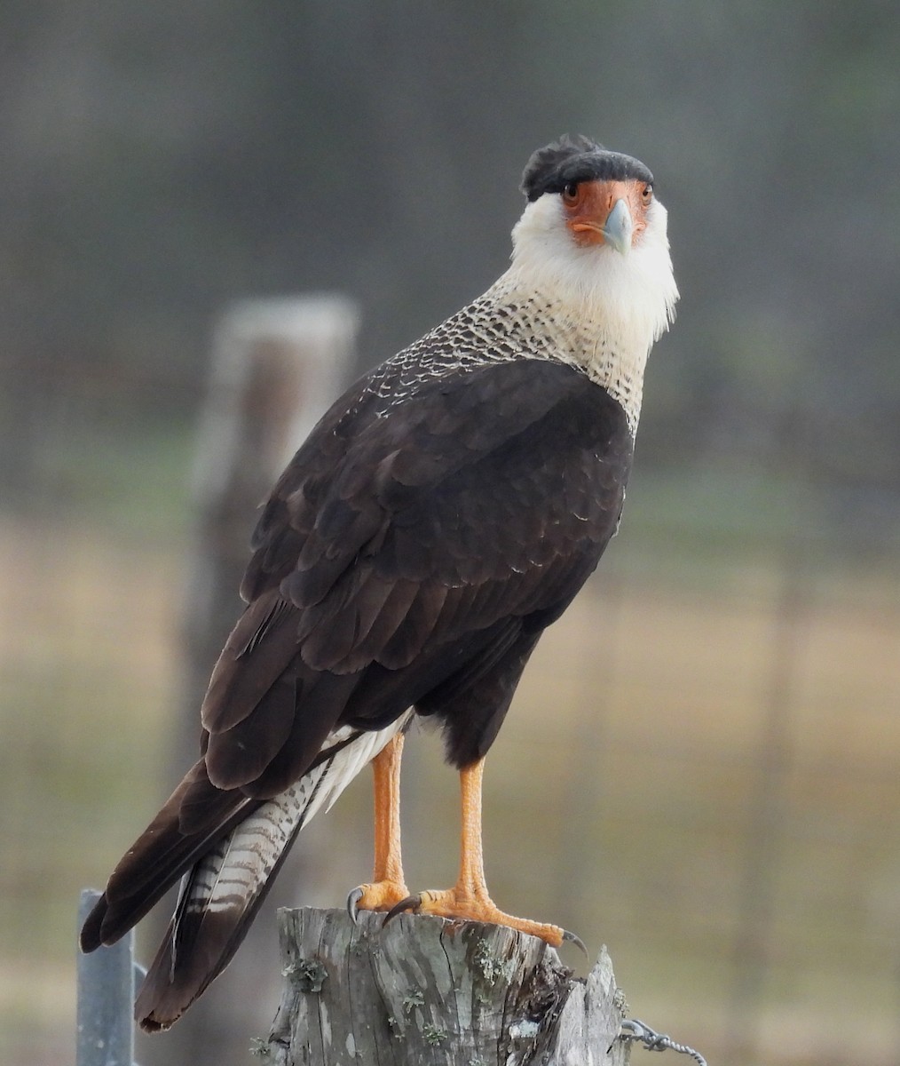 Равнинная каракара - ML646704743