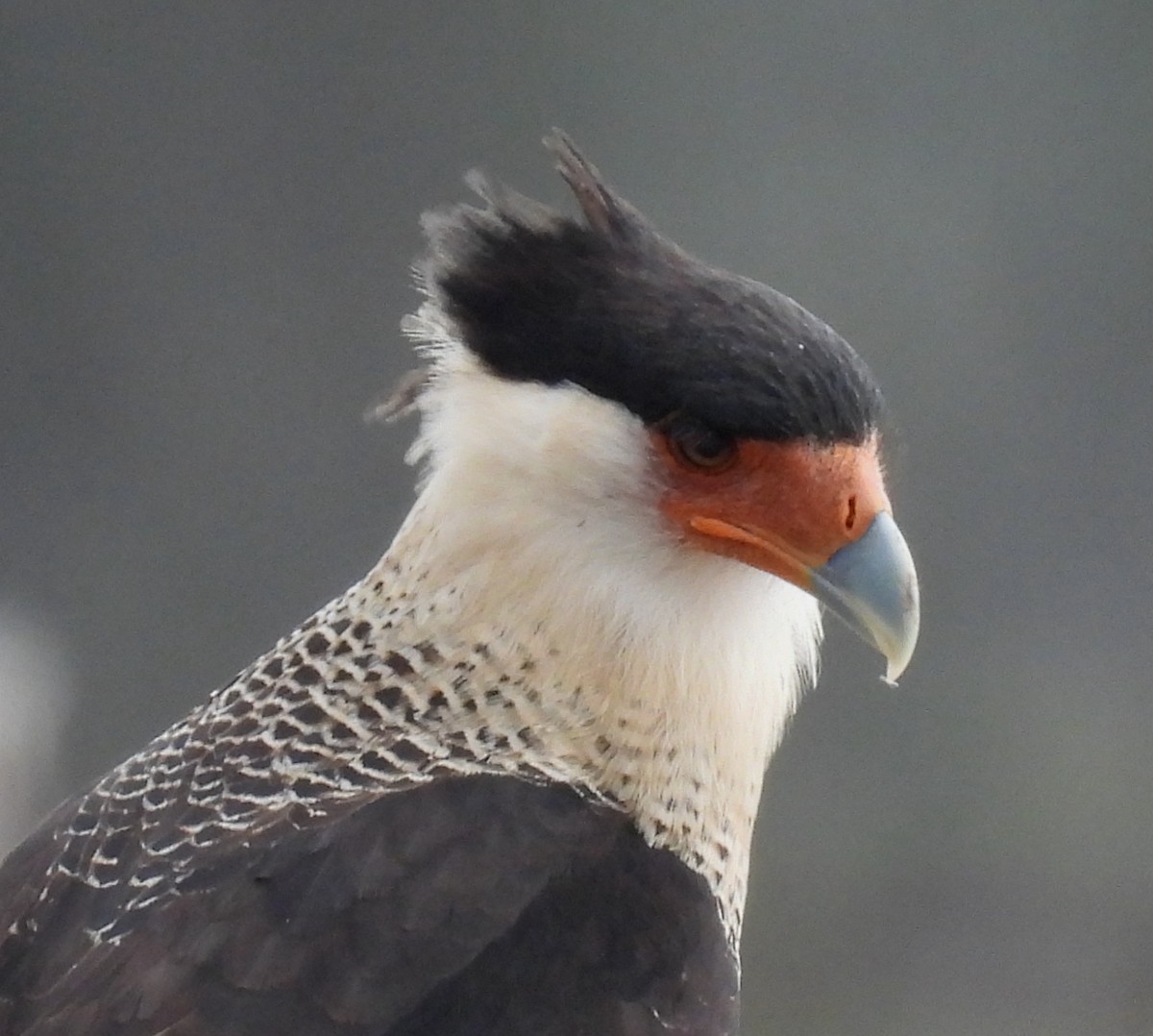 Равнинная каракара - ML646704744