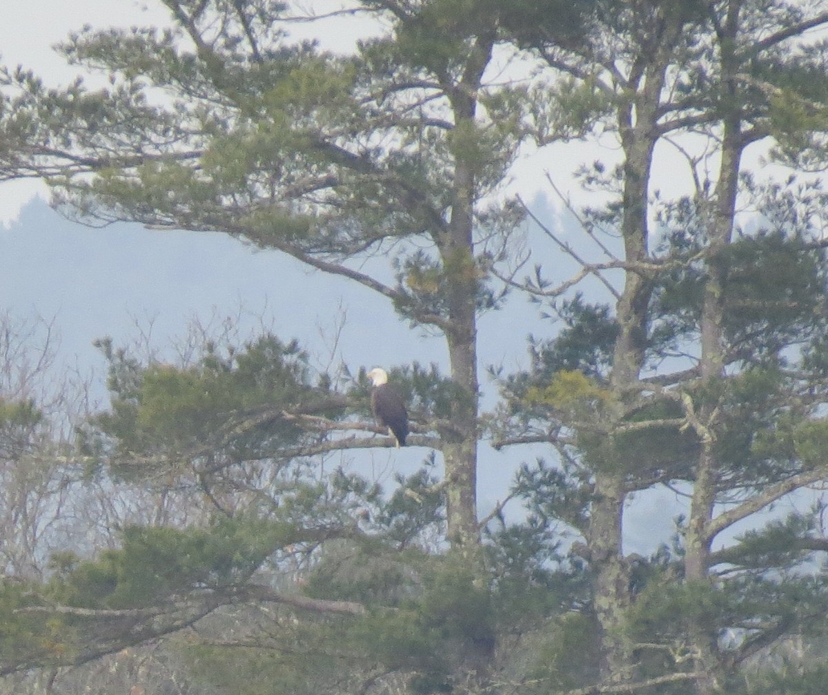 ハクトウワシ - ML646704745