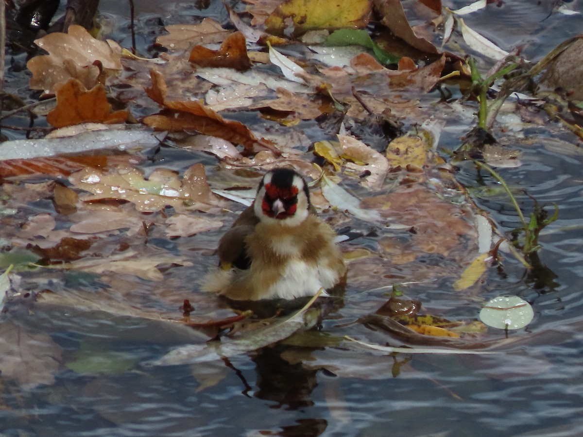 European Goldfinch - ML646704748