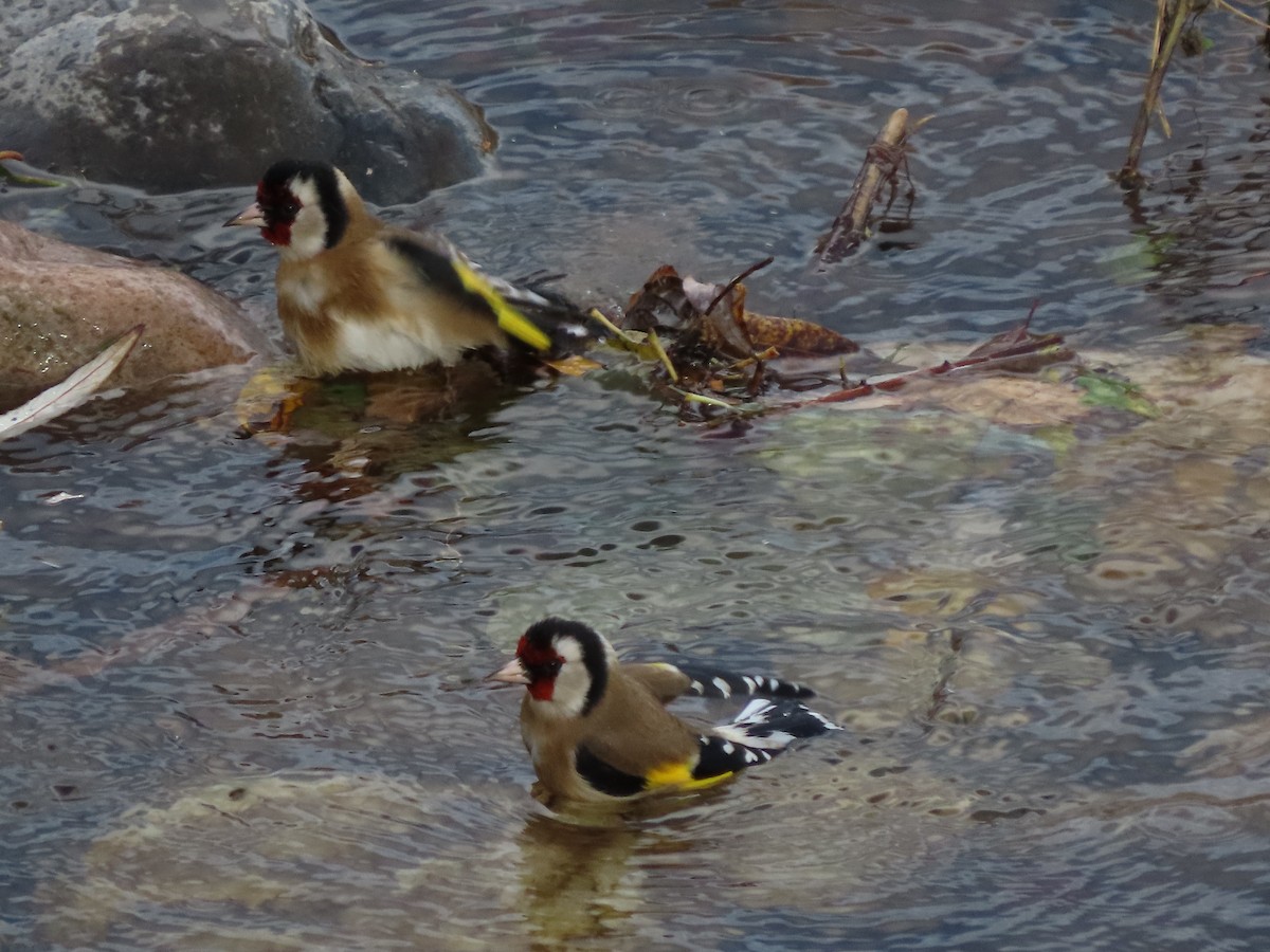 European Goldfinch - ML646704749