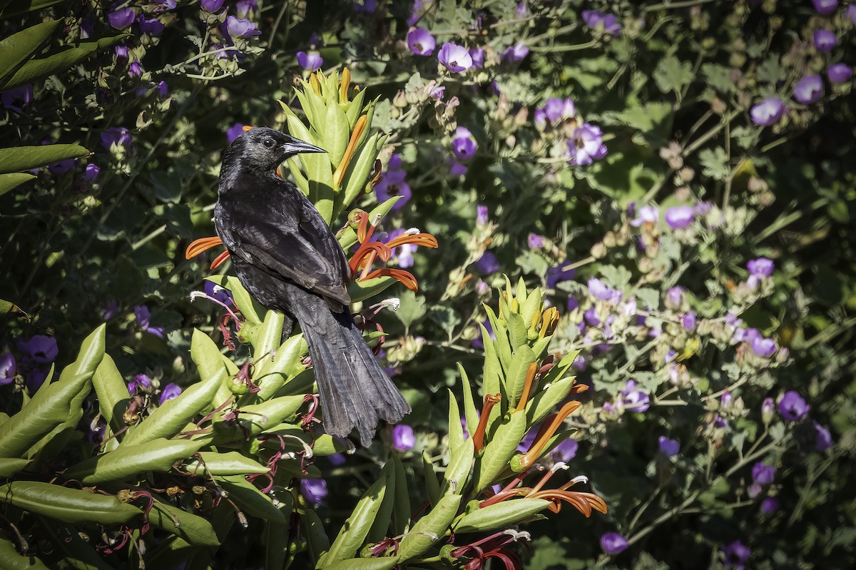 Патагонский курен - ML646704750