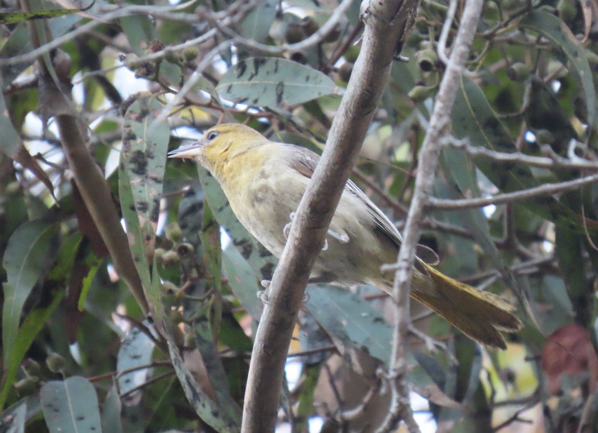 Bullock's Oriole - ML646704752