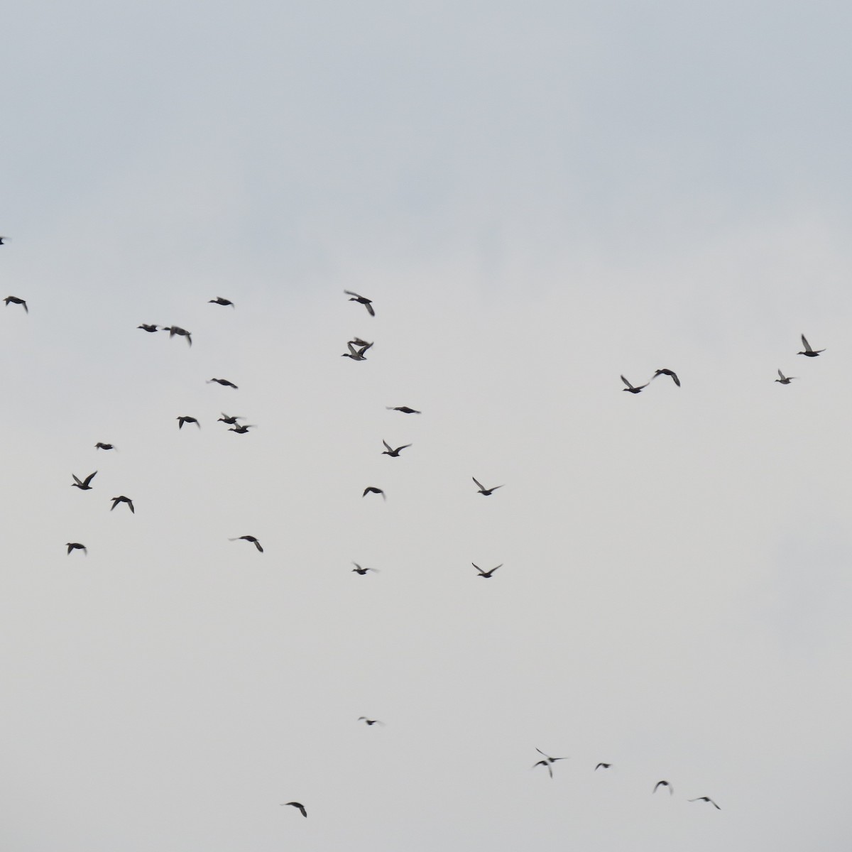 American Black Duck - ML646704753