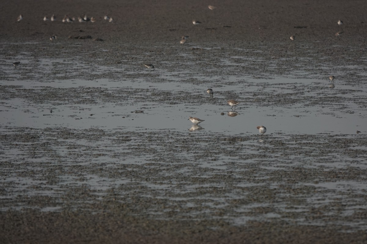 Little Stint - ML646704754