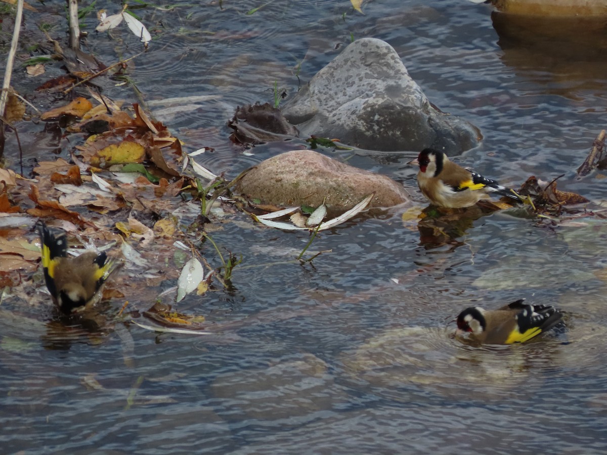 European Goldfinch - ML646704755