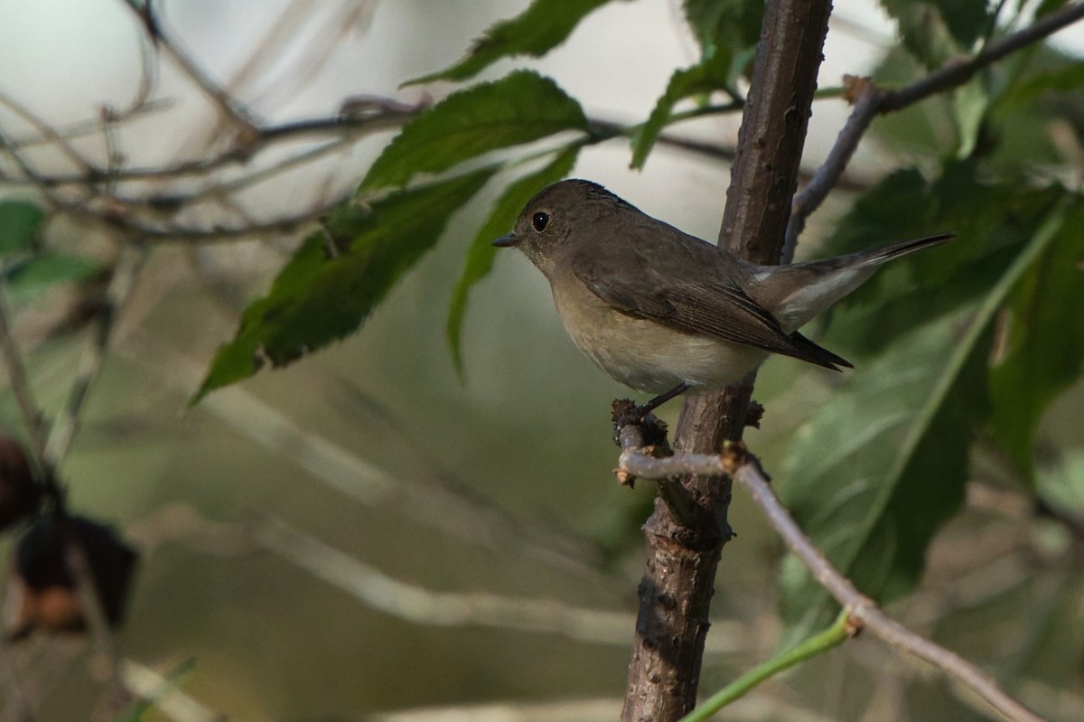 Küçük Sinekkapan - ML646704756