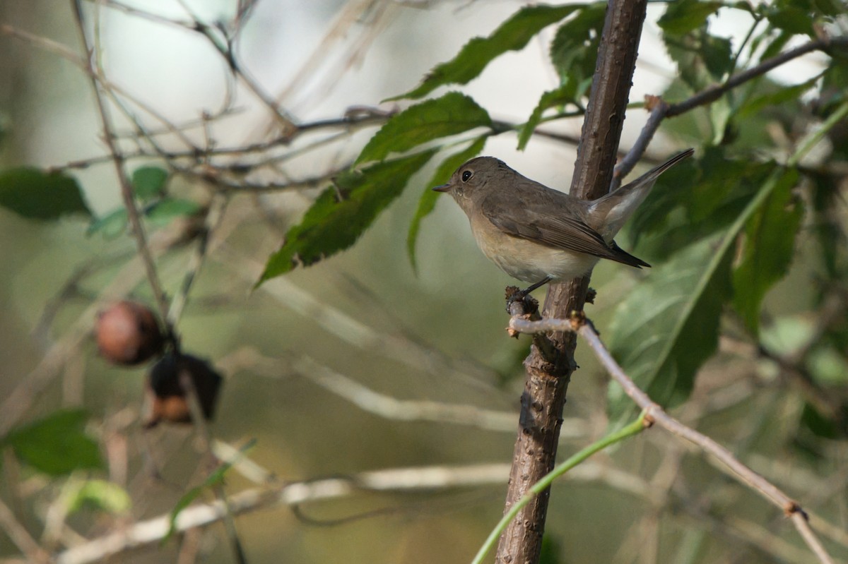 Küçük Sinekkapan - ML646704757