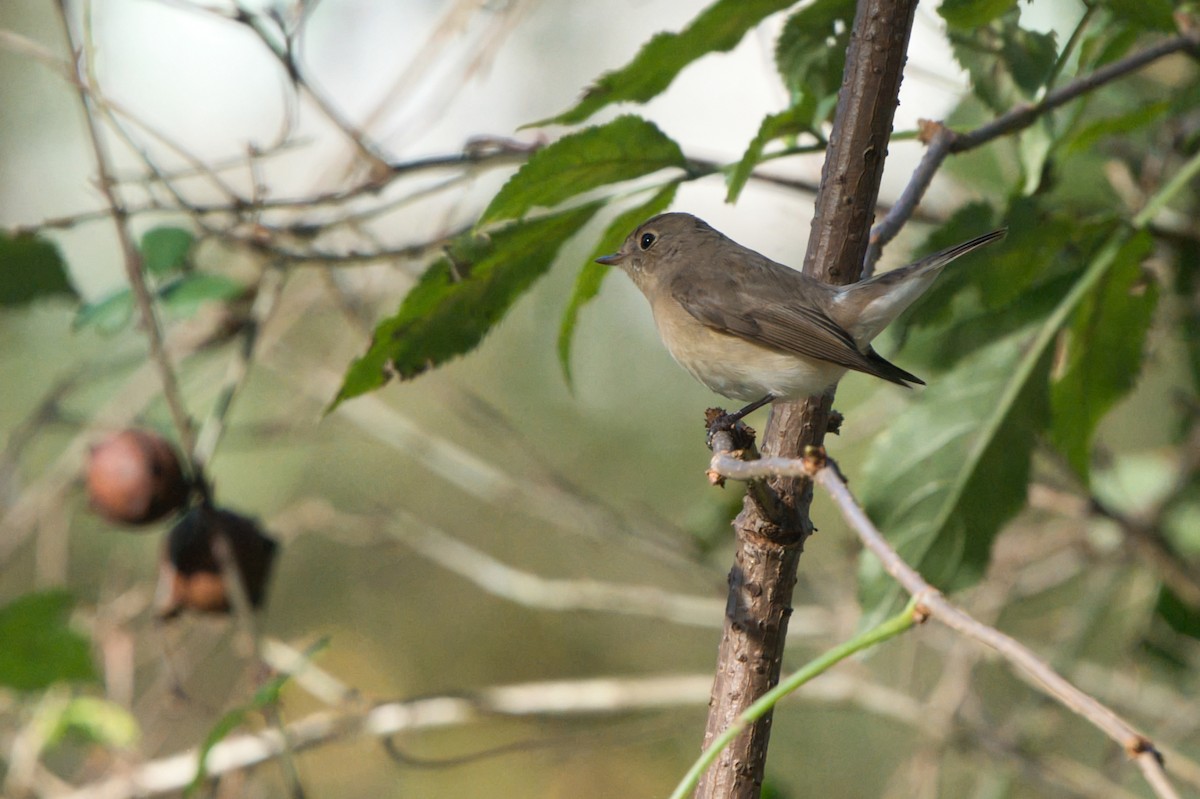 Küçük Sinekkapan - ML646704758