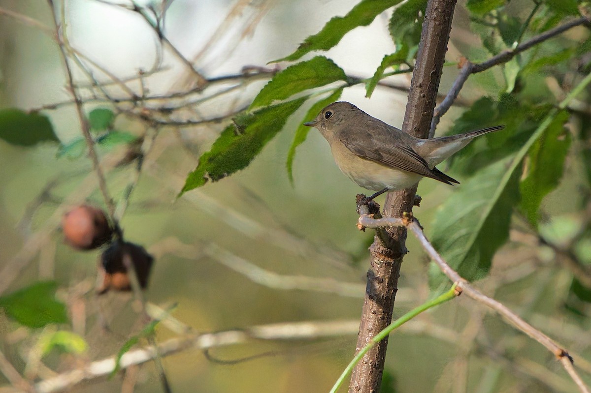 Küçük Sinekkapan - ML646704759