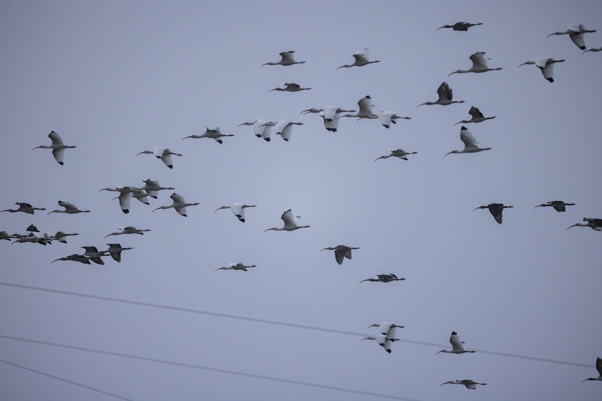 Corocoro Blanco - ML646704760