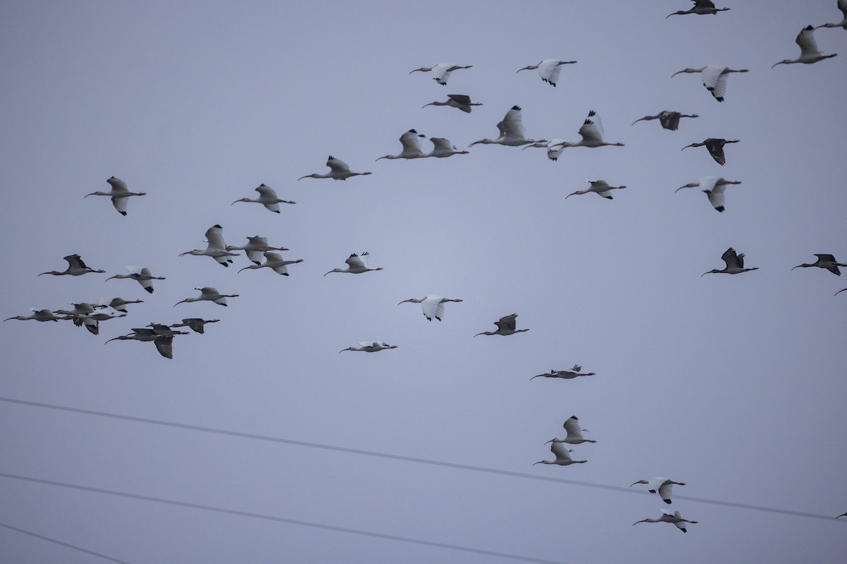 Corocoro Blanco - ML646704761