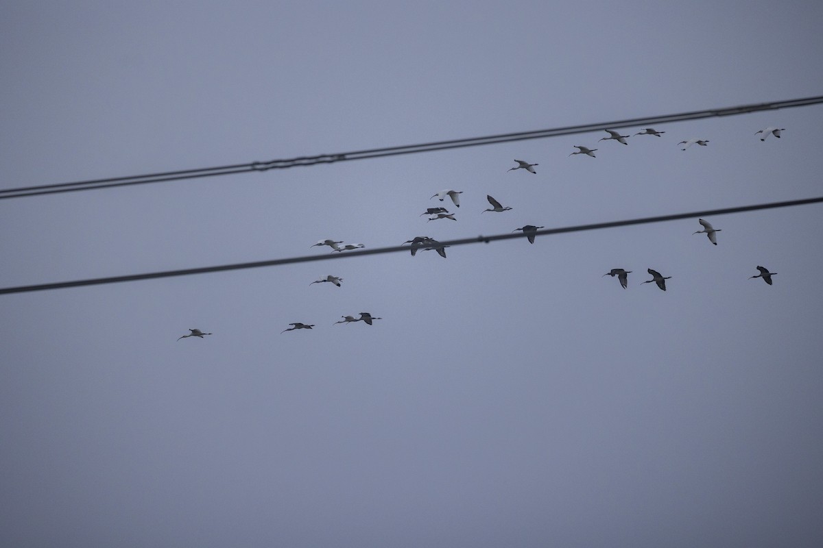 Corocoro Blanco - ML646704762