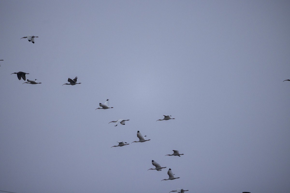 Corocoro Blanco - ML646704763