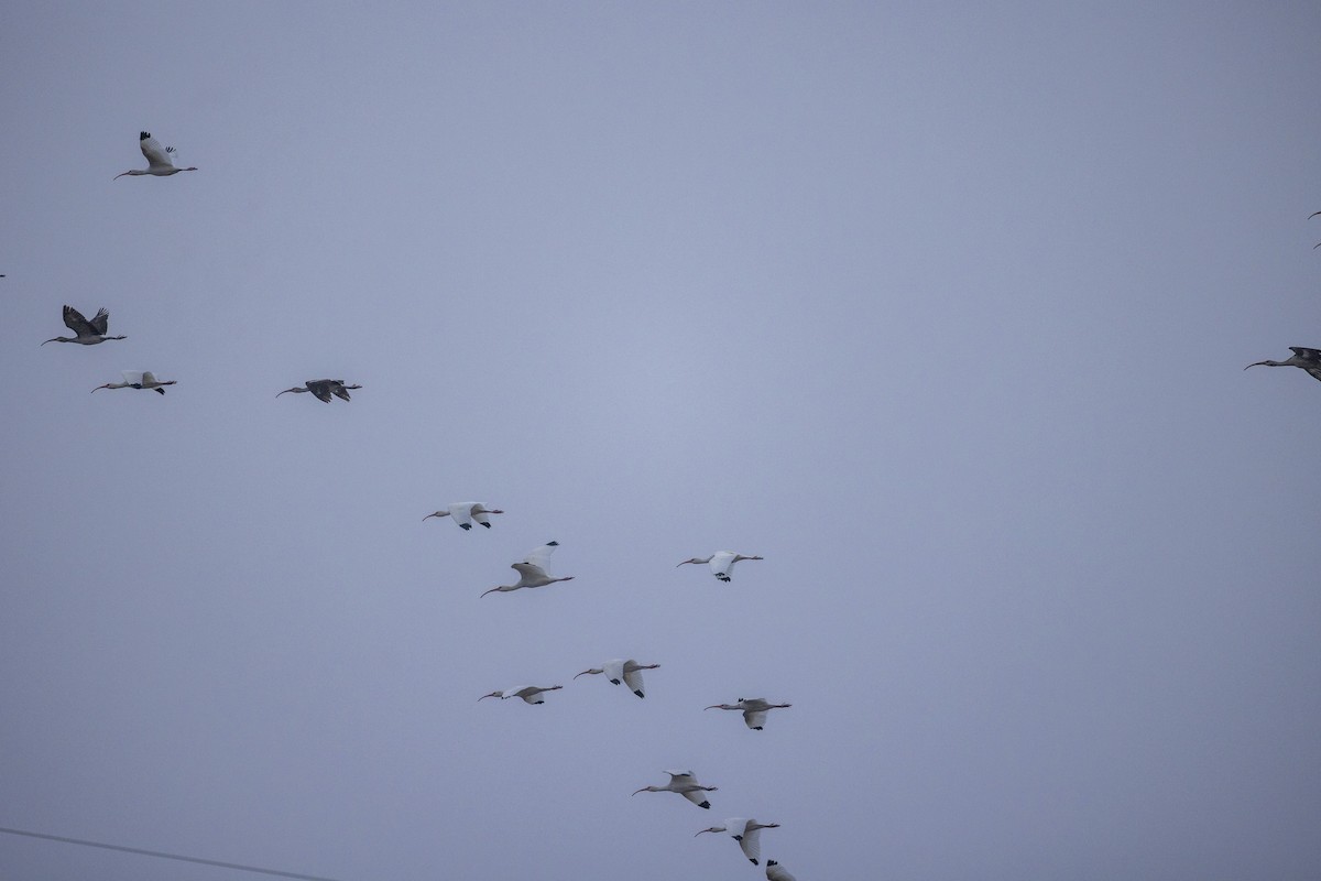 Corocoro Blanco - ML646704764