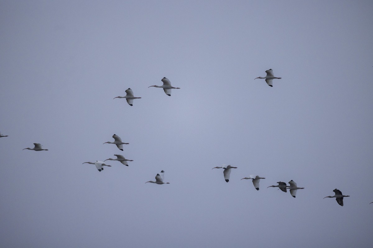 Corocoro Blanco - ML646704765