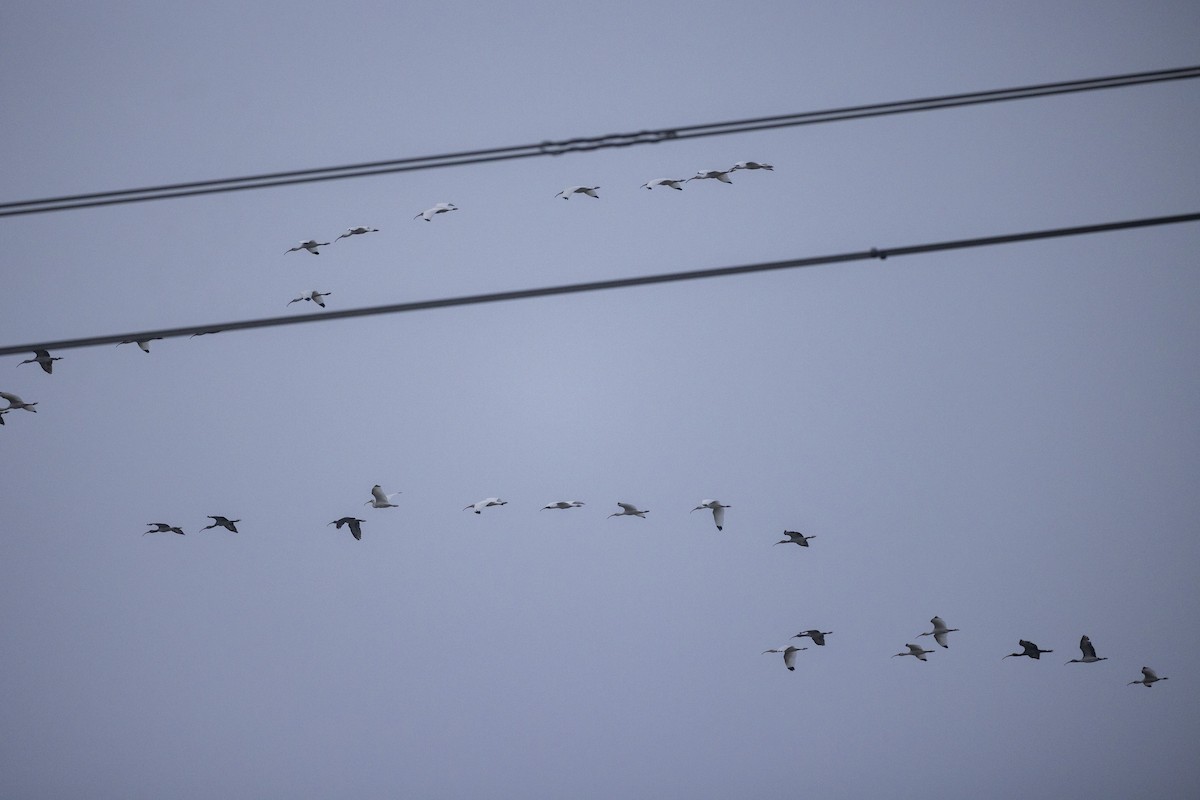 Corocoro Blanco - ML646704766