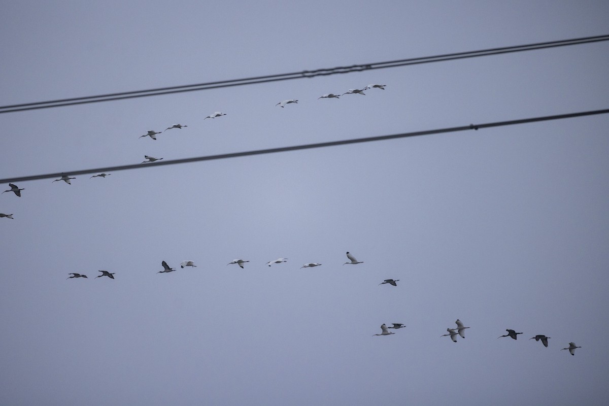 Corocoro Blanco - ML646704767