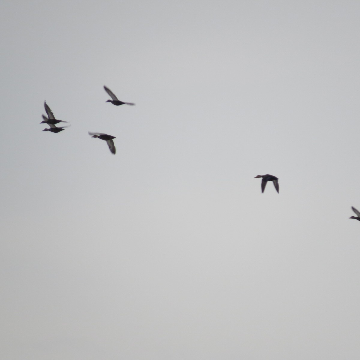 American Black Duck - ML646704768