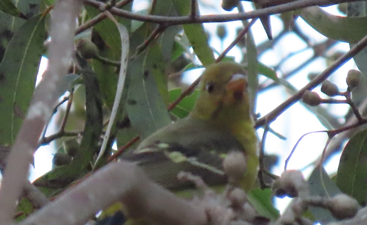 Western Tanager - ML646704770