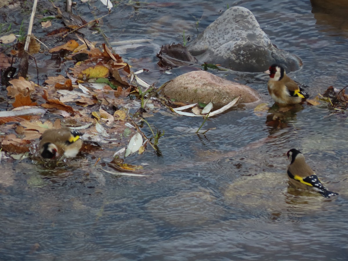 European Goldfinch - ML646704771