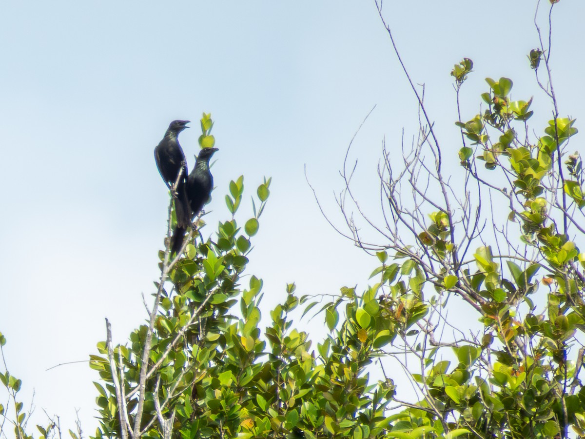 Молуккский скворец - ML646704774
