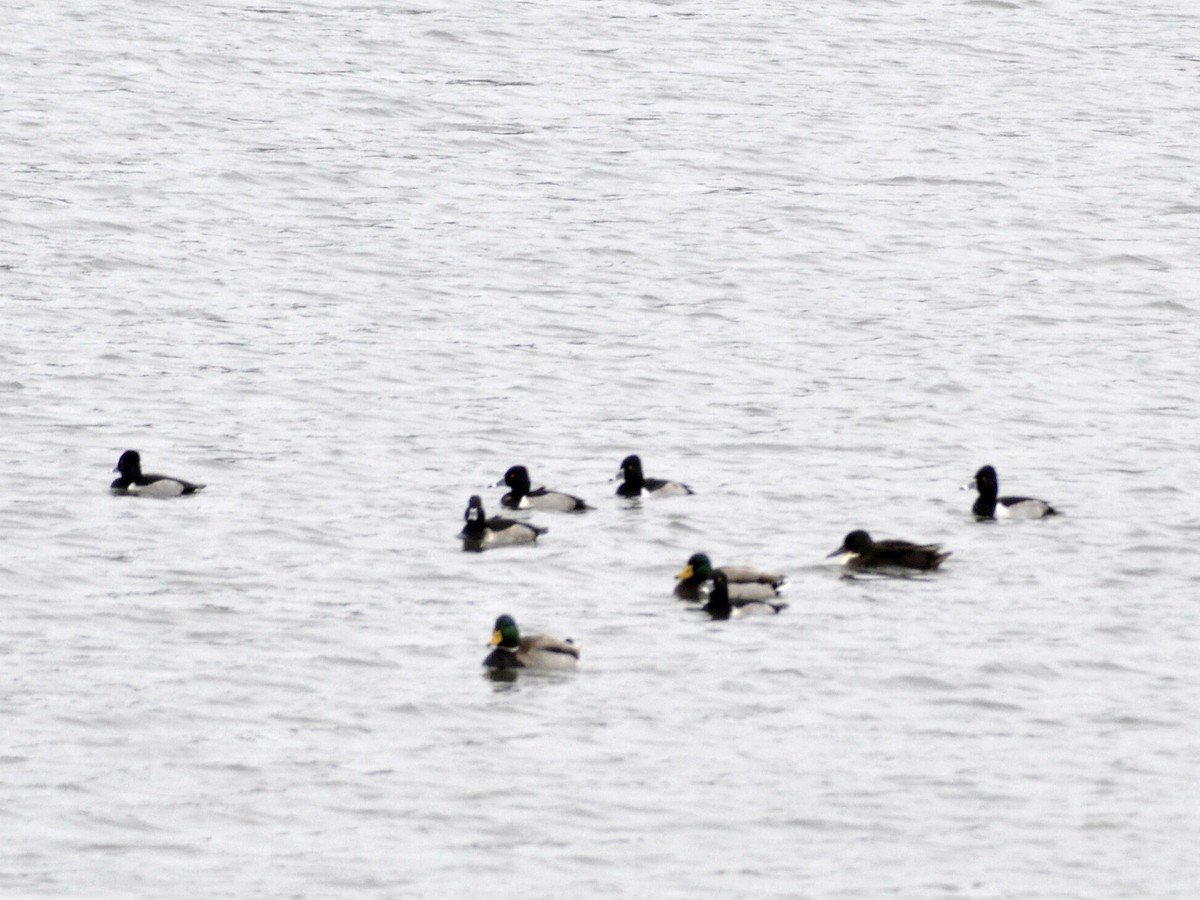 Ring-necked Duck - ML646704779