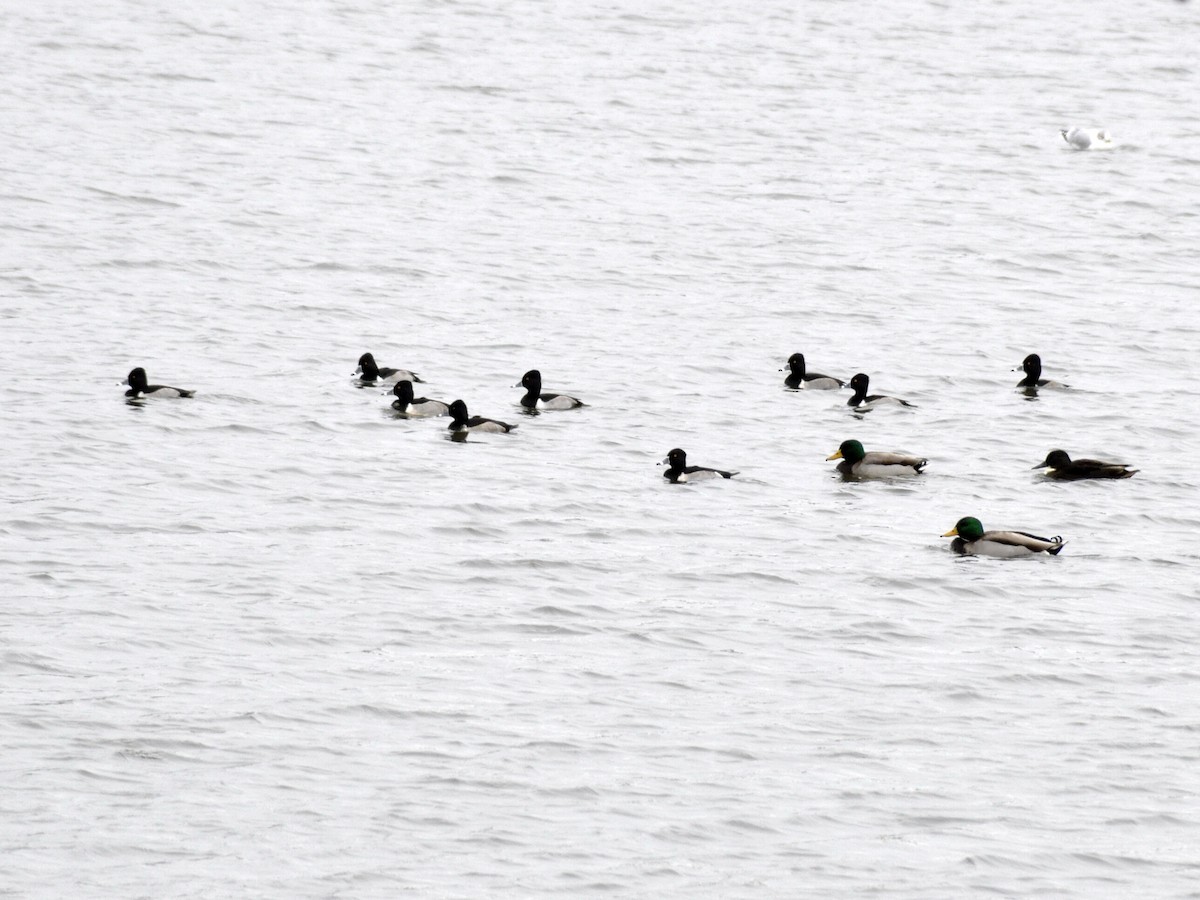 Ring-necked Duck - ML646704780