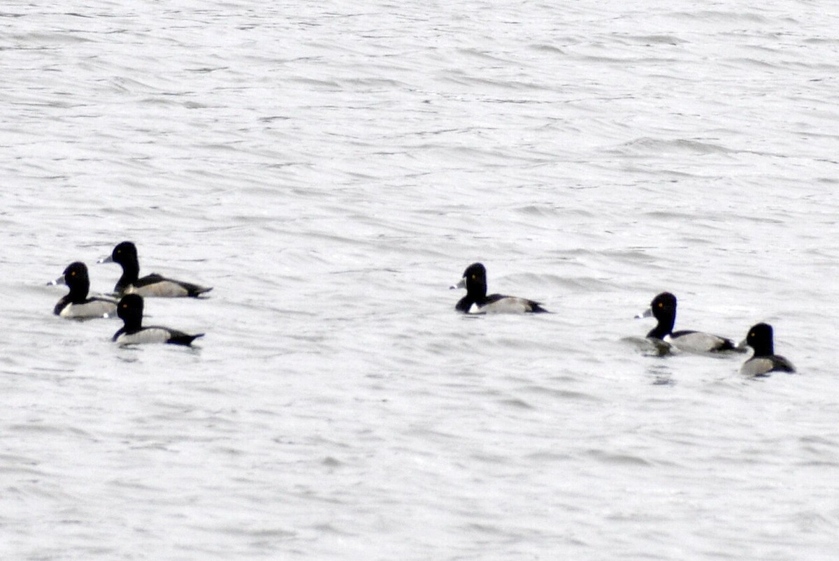 Ring-necked Duck - ML646704781