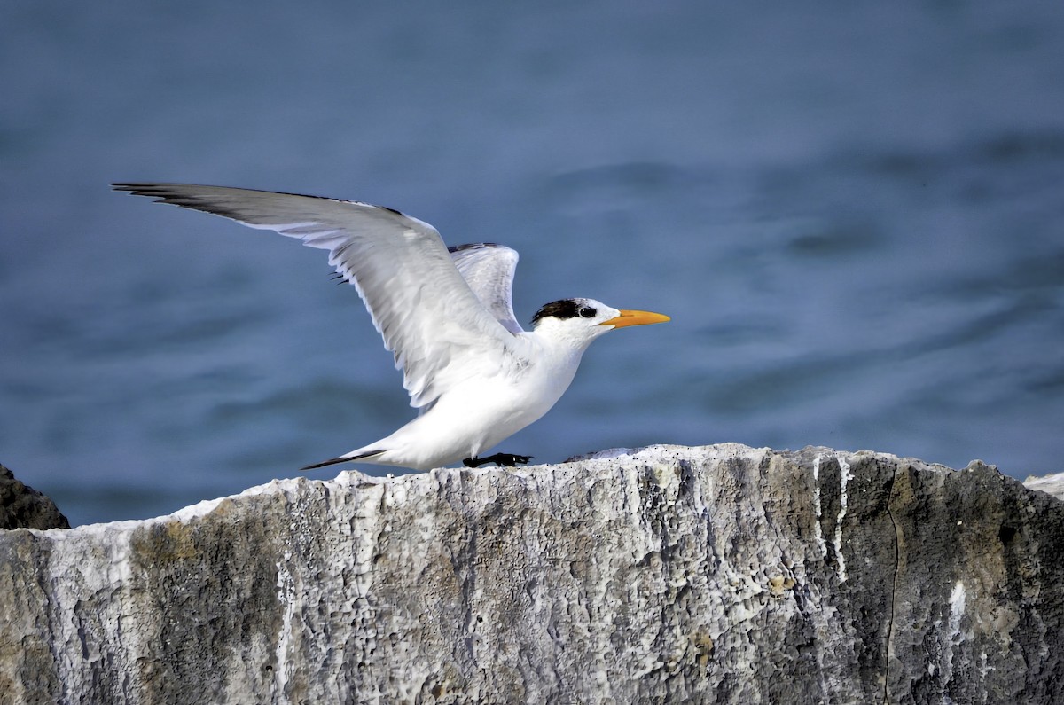 rybák královský - ML646704790