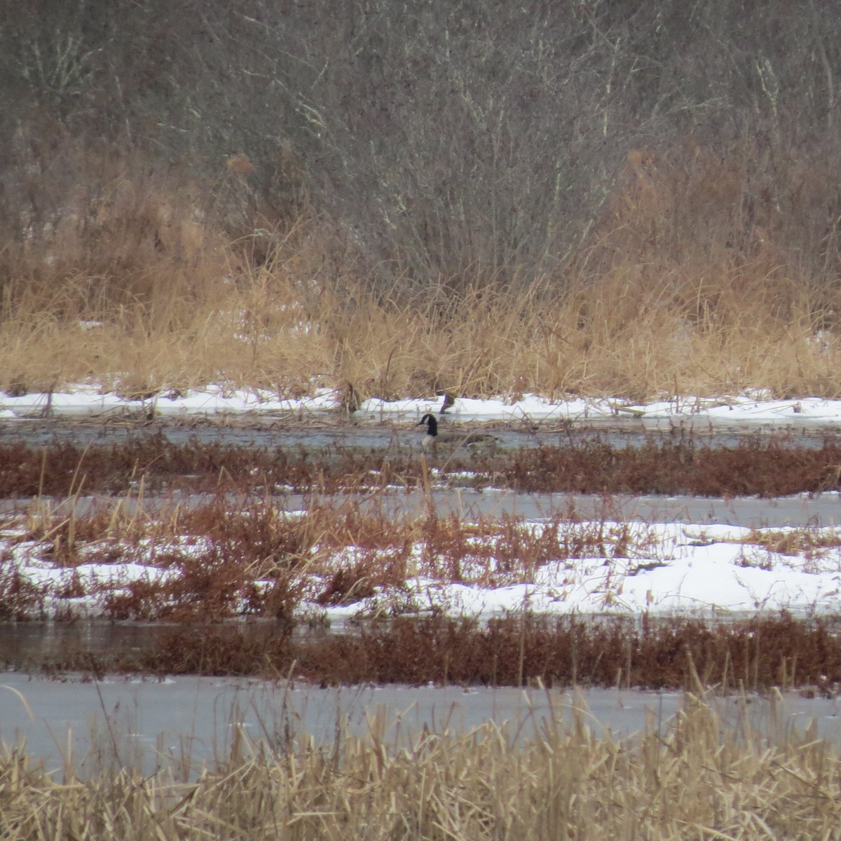 berneška velká - ML646704793