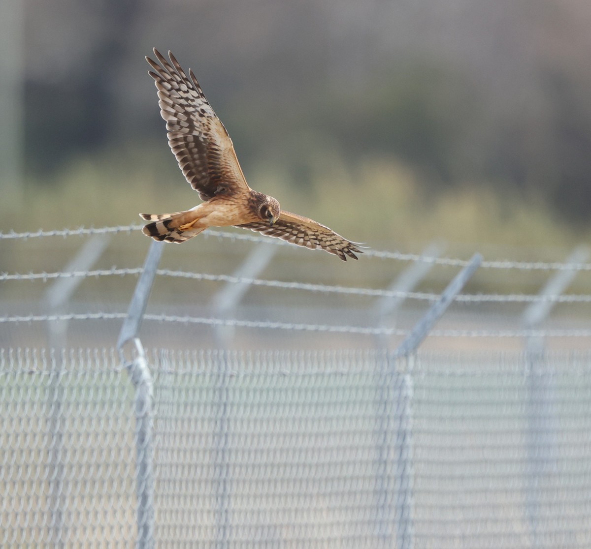 Northern Harrier - ML646704794