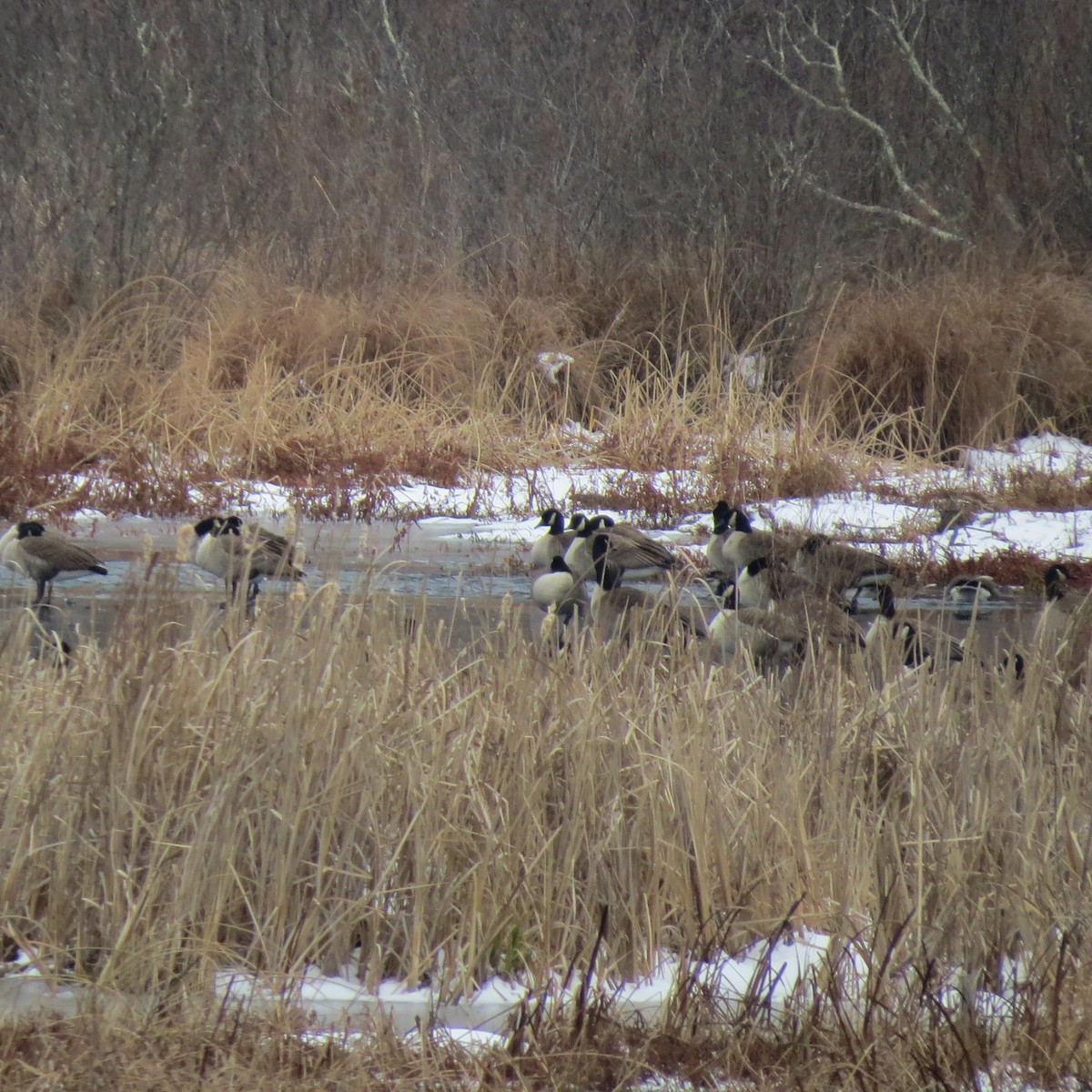 berneška velká - ML646704796