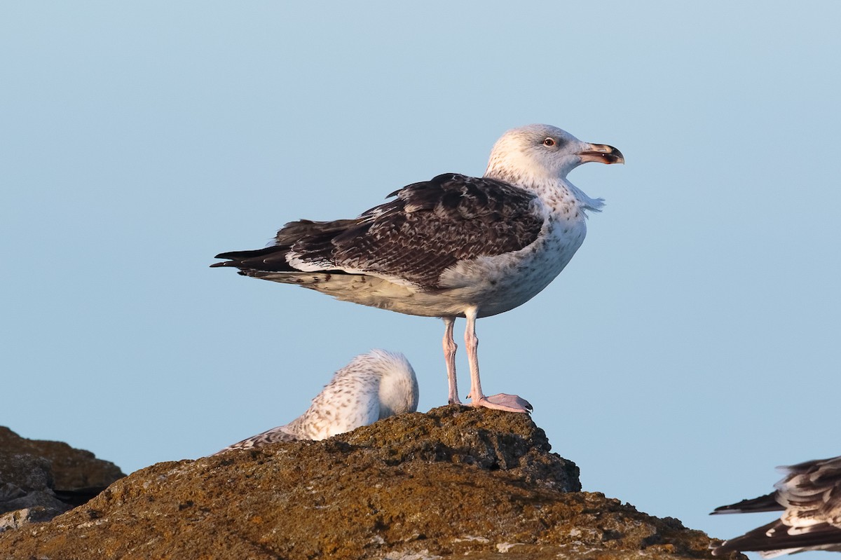 שחף ימי - ML646704797