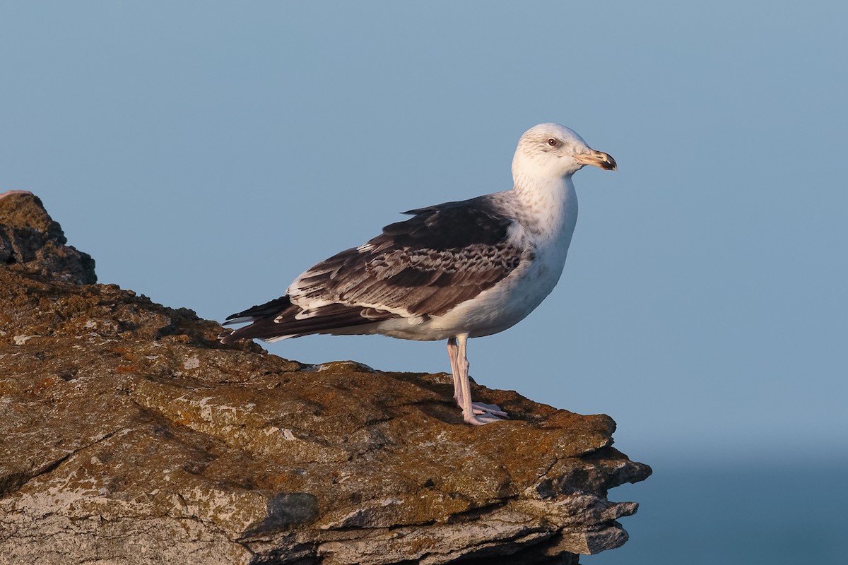 שחף ימי - ML646704798