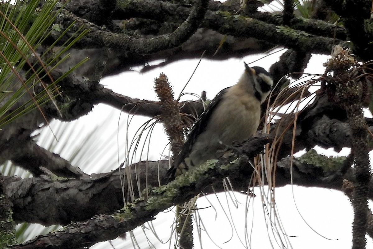 Downy Woodpecker - ML646704799