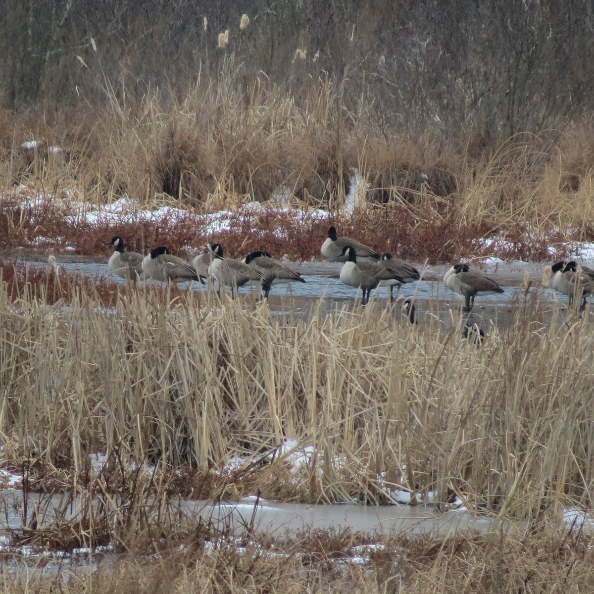 berneška velká - ML646704800