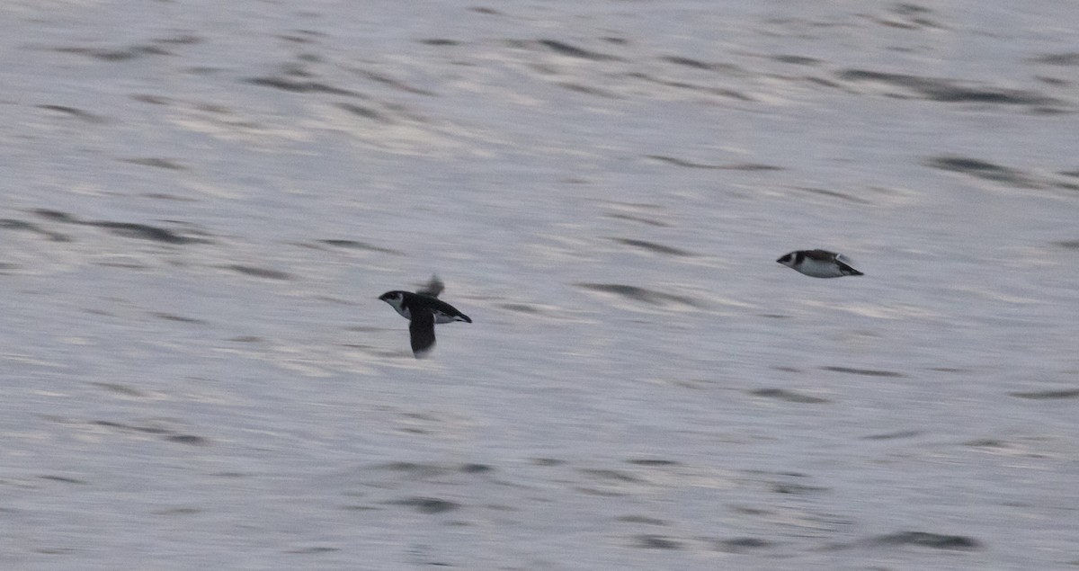 ヒメウミスズメ - ML646704802