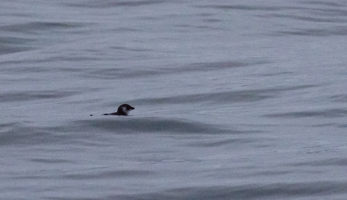 ヒメウミスズメ - ML646704803