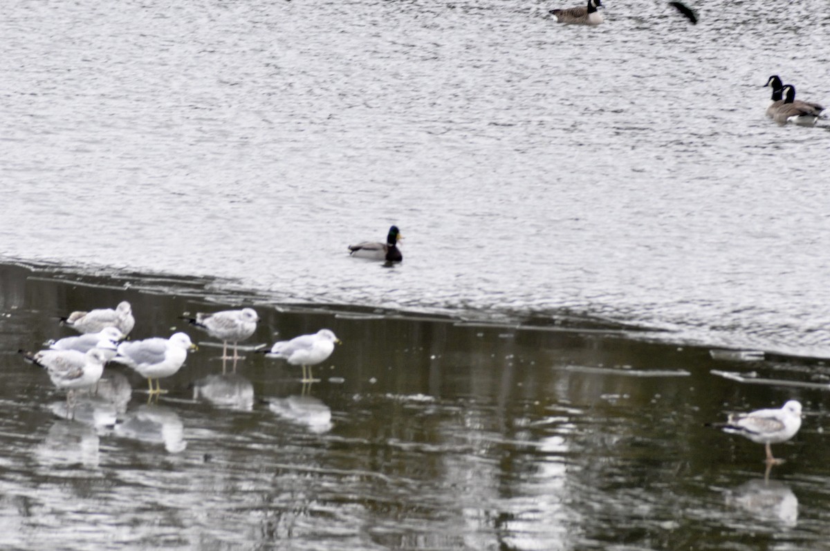 Ring-billed Gull - ML646704804