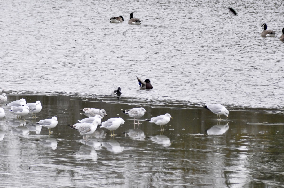 Ring-billed Gull - ML646704805