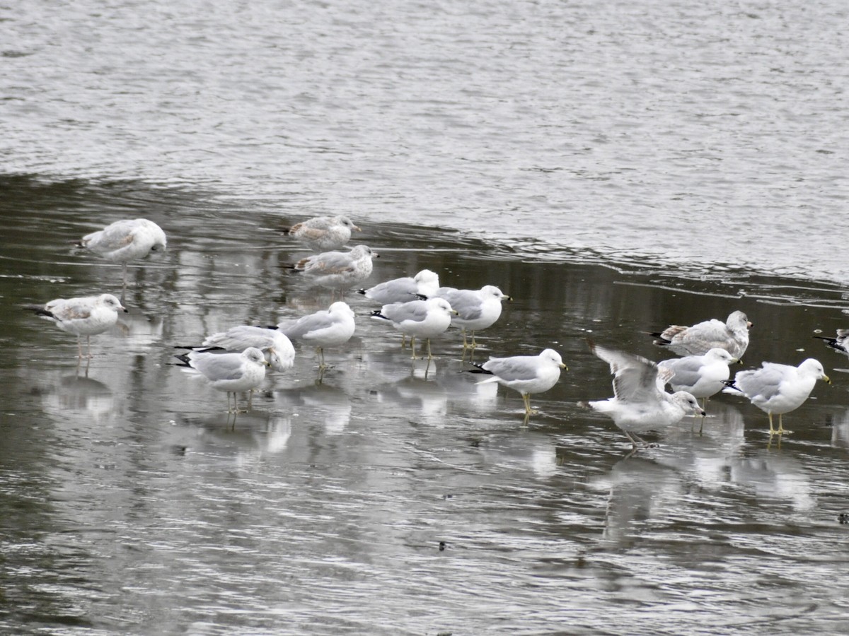 Ring-billed Gull - ML646704806